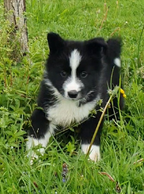 Du Clos De Rivet - Chien d'ours de Carelie - Portée née le 14/03/2024