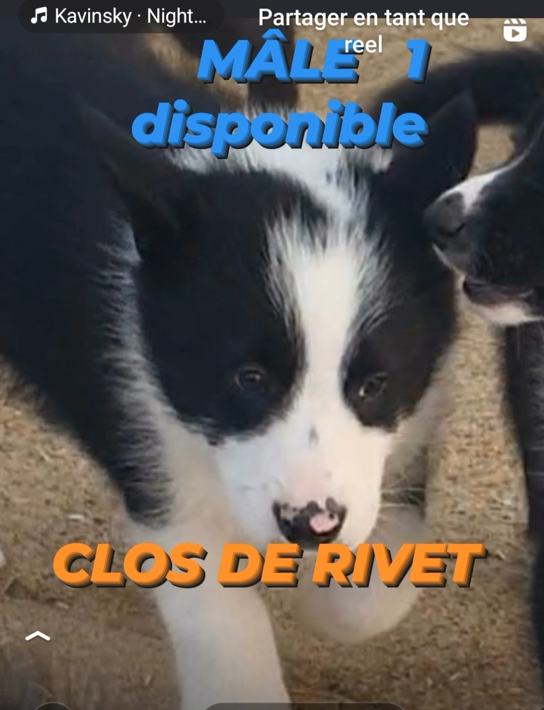 Du Clos De Rivet - Chiots disponibles - Chien d'ours de Carelie