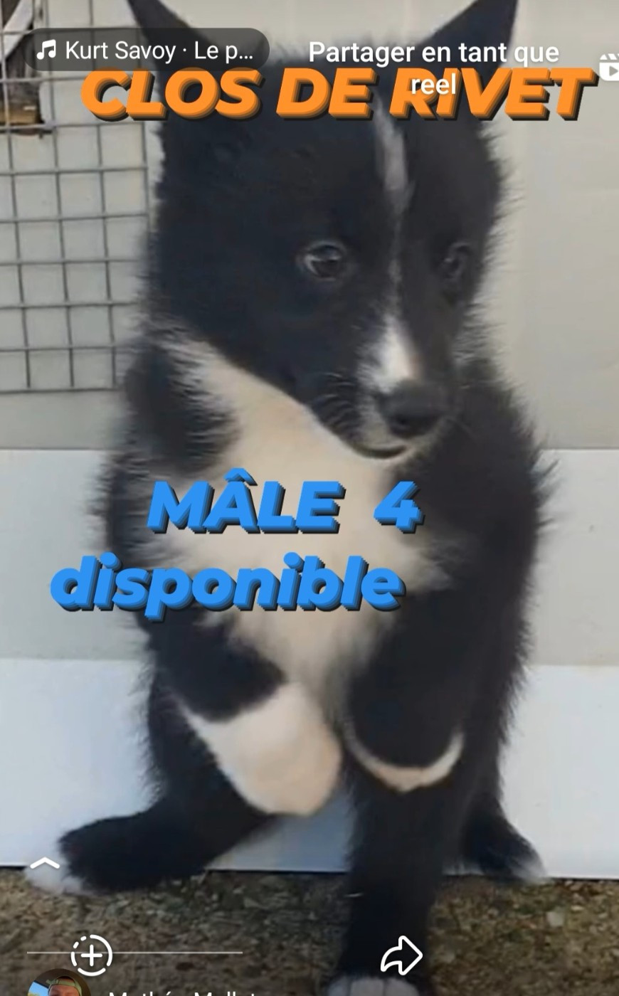 Du Clos De Rivet - Chiots disponibles - Chien d'ours de Carelie