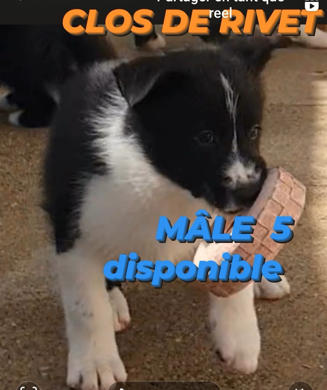 Du Clos De Rivet - Chiots disponibles - Chien d'ours de Carelie